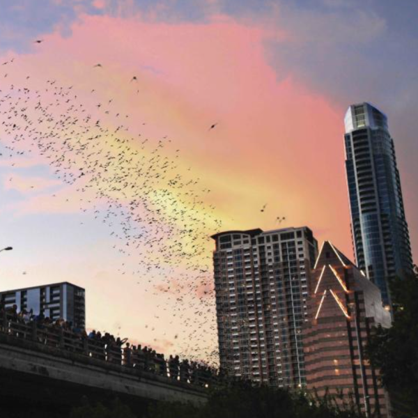 Bat Colony